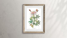 Load image into Gallery viewer, Ruff-Necked Humming Bird Print by John Audubon