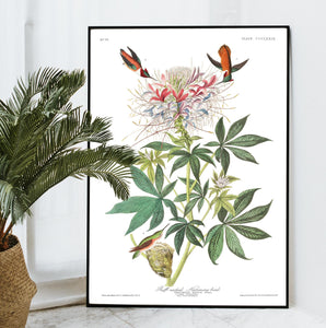 Ruff-Necked Humming Bird Print by John Audubon