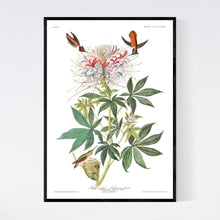 Load image into Gallery viewer, Ruff-Necked Humming Bird Print by John Audubon