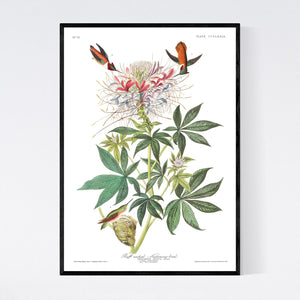 Ruff-Necked Humming Bird Print by John Audubon