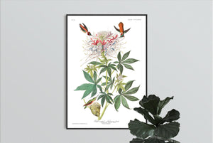 Ruff-Necked Humming Bird Print by John Audubon