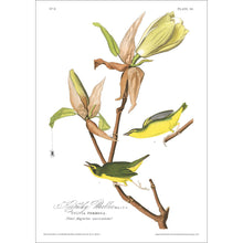 Load image into Gallery viewer, Kentucky Warbler Print by John Audubon