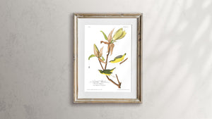 Kentucky Warbler Print by John Audubon
