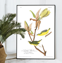 Load image into Gallery viewer, Kentucky Warbler Print by John Audubon