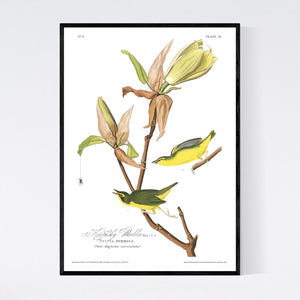 Kentucky Warbler Print by John Audubon