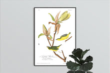 Load image into Gallery viewer, Kentucky Warbler Print by John Audubon