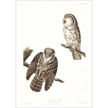 Load image into Gallery viewer, Tengmalm&#39;s Owl Print by John Audubon