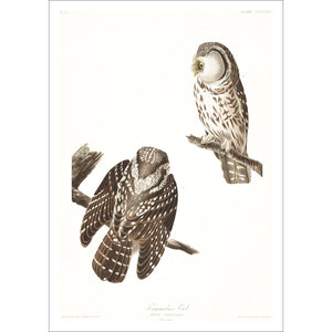 Tengmalm's Owl Print by John Audubon