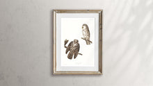 Load image into Gallery viewer, Tengmalm&#39;s Owl Print by John Audubon