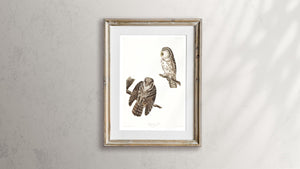 Tengmalm's Owl Print by John Audubon