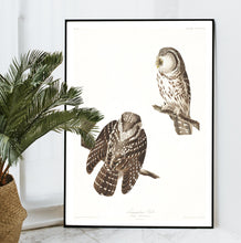 Load image into Gallery viewer, Tengmalm&#39;s Owl Print by John Audubon