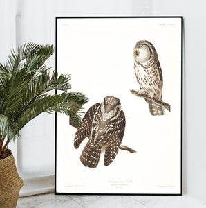 Tengmalm's Owl Print by John Audubon