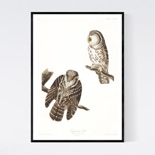 Load image into Gallery viewer, Tengmalm&#39;s Owl Print by John Audubon