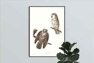 Tengmalm's Owl Print by John Audubon