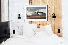 Load image into Gallery viewer, Snow Goose Print by John Audubon