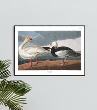 Load image into Gallery viewer, Snow Goose Print by John Audubon