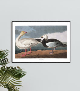 Snow Goose Print by John Audubon