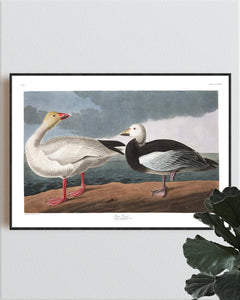 Snow Goose Print by John Audubon