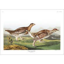 Load image into Gallery viewer, Sharp-Tailed Grous Print by John Audubon