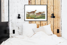 Load image into Gallery viewer, Sharp-Tailed Grous Print by John Audubon