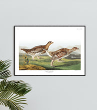 Load image into Gallery viewer, Sharp-Tailed Grous Print by John Audubon