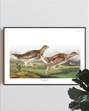 Load image into Gallery viewer, Sharp-Tailed Grous Print by John Audubon