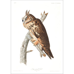 Long-Eared Owl Print by John Audubon