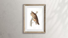 Load image into Gallery viewer, Long-Eared Owl Print by John Audubon