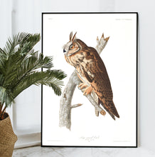 Load image into Gallery viewer, Long-Eared Owl Print by John Audubon