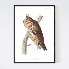 Load image into Gallery viewer, Long-Eared Owl Print by John Audubon