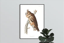 Load image into Gallery viewer, Long-Eared Owl Print by John Audubon