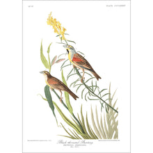 Load image into Gallery viewer, Black-Throated Bunting Print by John Audubon