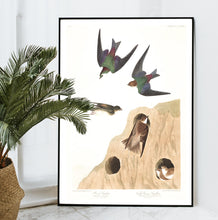 Load image into Gallery viewer, Bank Swallow and Violet-Green Swallow Print by John Audubon