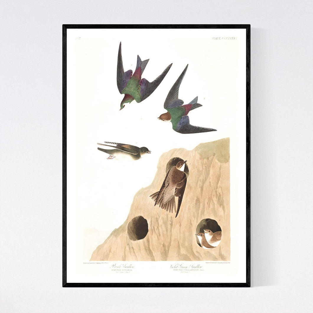 Bank Swallow and Violet-Green Swallow Print by John Audubon