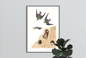 Bank Swallow and Violet-Green Swallow Print by John Audubon