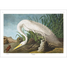 Load image into Gallery viewer, White Heron Print by John Audubon