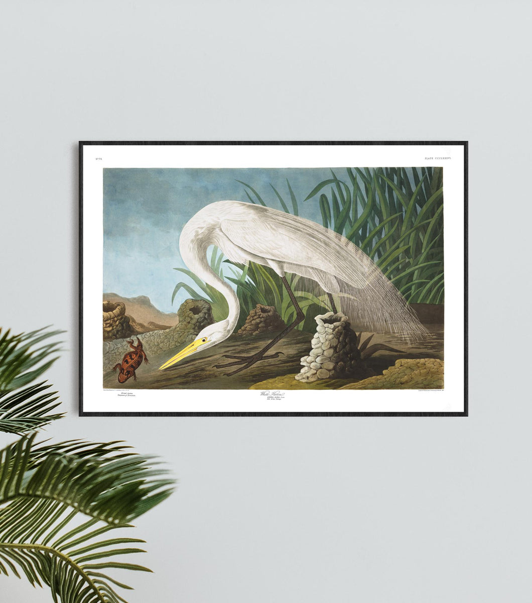 White Heron Print by John Audubon