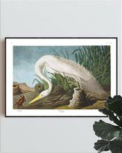 Load image into Gallery viewer, White Heron Print by John Audubon