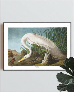 White Heron Print by John Audubon