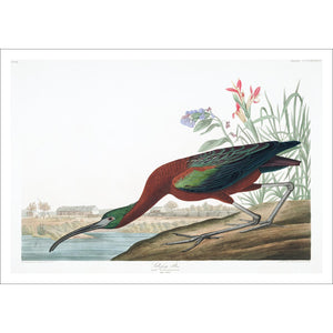 Glossy Ibis Print by John Audubon