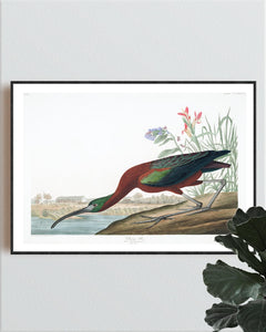 Glossy Ibis Print by John Audubon