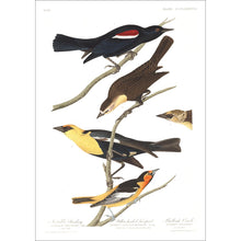 Load image into Gallery viewer, Nuttall&#39;s Starling Yellow-Headed Froopial and Bullock&#39;s Oriole Print by John Audubon