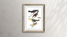 Load image into Gallery viewer, Nuttall&#39;s Starling Yellow-Headed Froopial and Bullock&#39;s Oriole Print by John Audubon