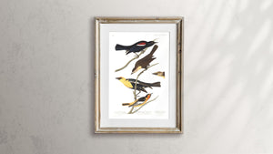 Nuttall's Starling Yellow-Headed Froopial and Bullock's Oriole Print by John Audubon
