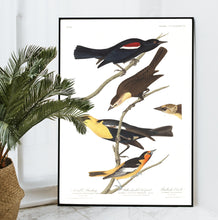 Load image into Gallery viewer, Nuttall&#39;s Starling Yellow-Headed Froopial and Bullock&#39;s Oriole Print by John Audubon