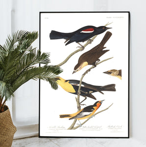 Nuttall's Starling Yellow-Headed Froopial and Bullock's Oriole Print by John Audubon