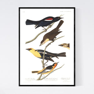 Nuttall's Starling Yellow-Headed Froopial and Bullock's Oriole Print by John Audubon