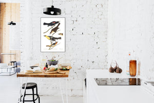 Nuttall's Starling Yellow-Headed Froopial and Bullock's Oriole Print by John Audubon