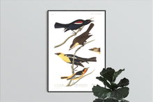 Load image into Gallery viewer, Nuttall&#39;s Starling Yellow-Headed Froopial and Bullock&#39;s Oriole Print by John Audubon