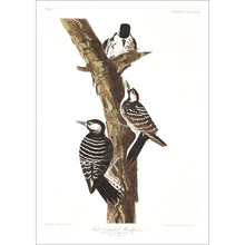 Load image into Gallery viewer, Red-Cockaded Woodpecker Print by John Audubon
